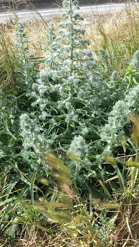 Echium sp.